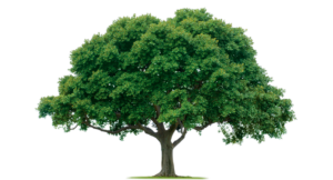 tree-png